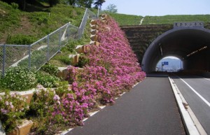 EVER GREEN/愛知県蒲郡市